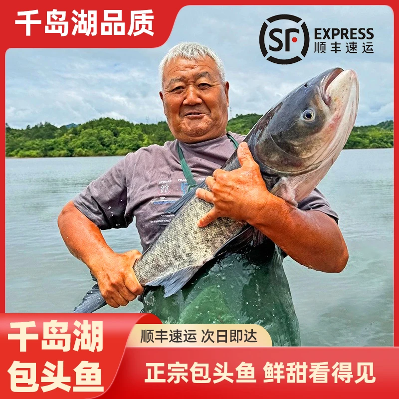 千岛湖正宗胖头鱼-鲜活花鲢新鲜顺丰发货包邮到家