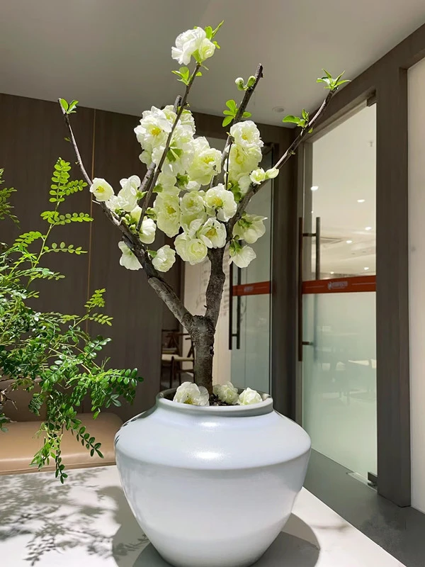 海棠花盆栽树苗老桩四季开花卉植物室内花庭院阳台名贵绿植好养活