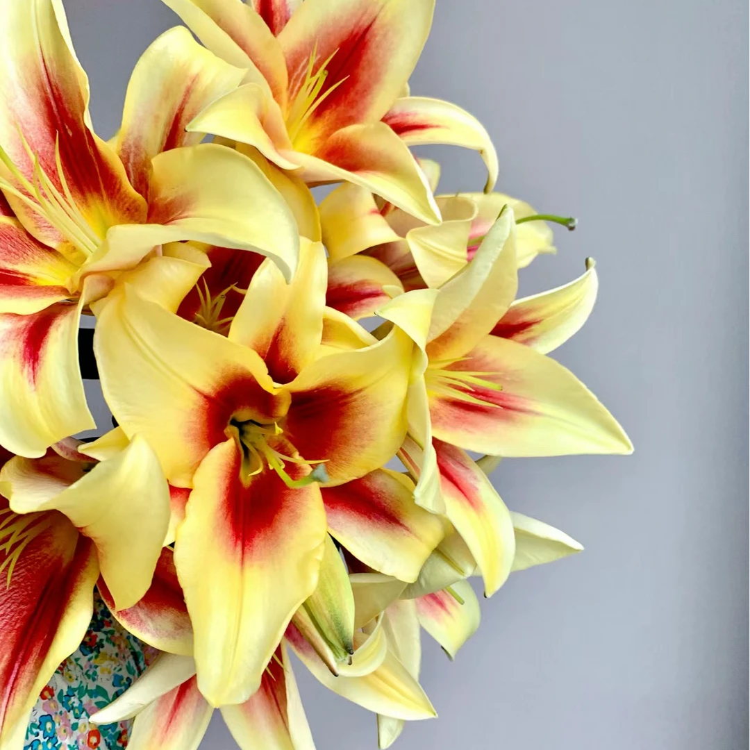 【双色球香水百合】昆明直发家养护日常插瓶（零度以下请拍保温棉）