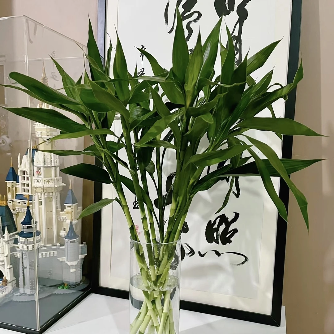 昆明直发绿色富贵竹四季可养