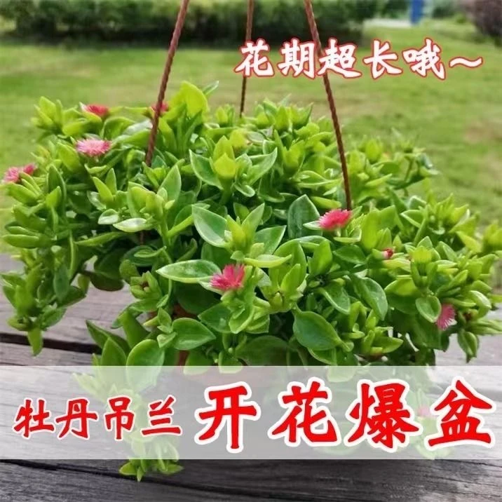 牡丹吊兰盆栽室内垂吊植物四季开花好养绿植可食用花卉穿心莲大型