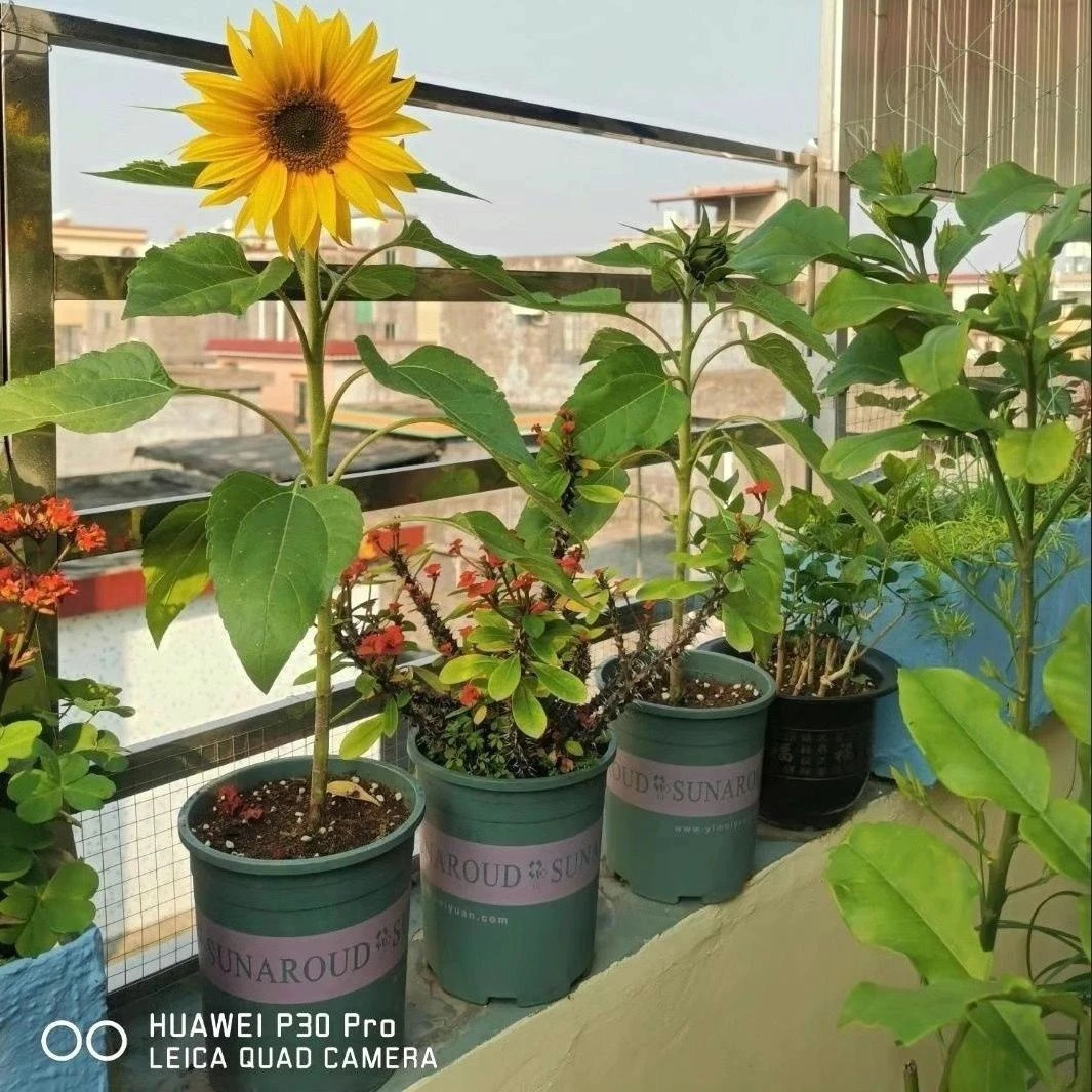 向日葵苗四季开花室内外阳台植物好养花卉盆栽大型