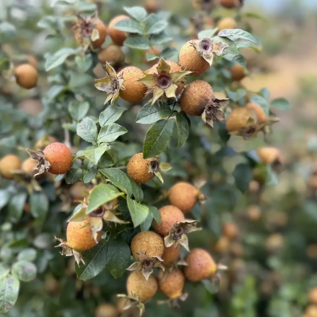 农家自种贵州新鲜金刺梨无籽刺梨生吃榨汁泡酒现摘现发VC满满SOD