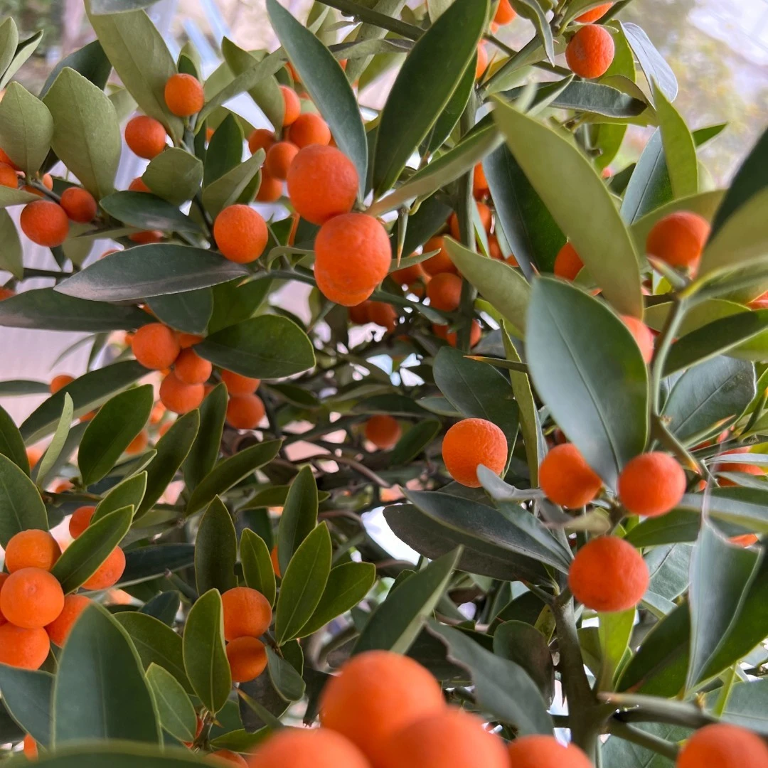 6一物一拍籽播苗人工培育福豆观果观叶同安凤巢耐热耐寒阳台盆栽