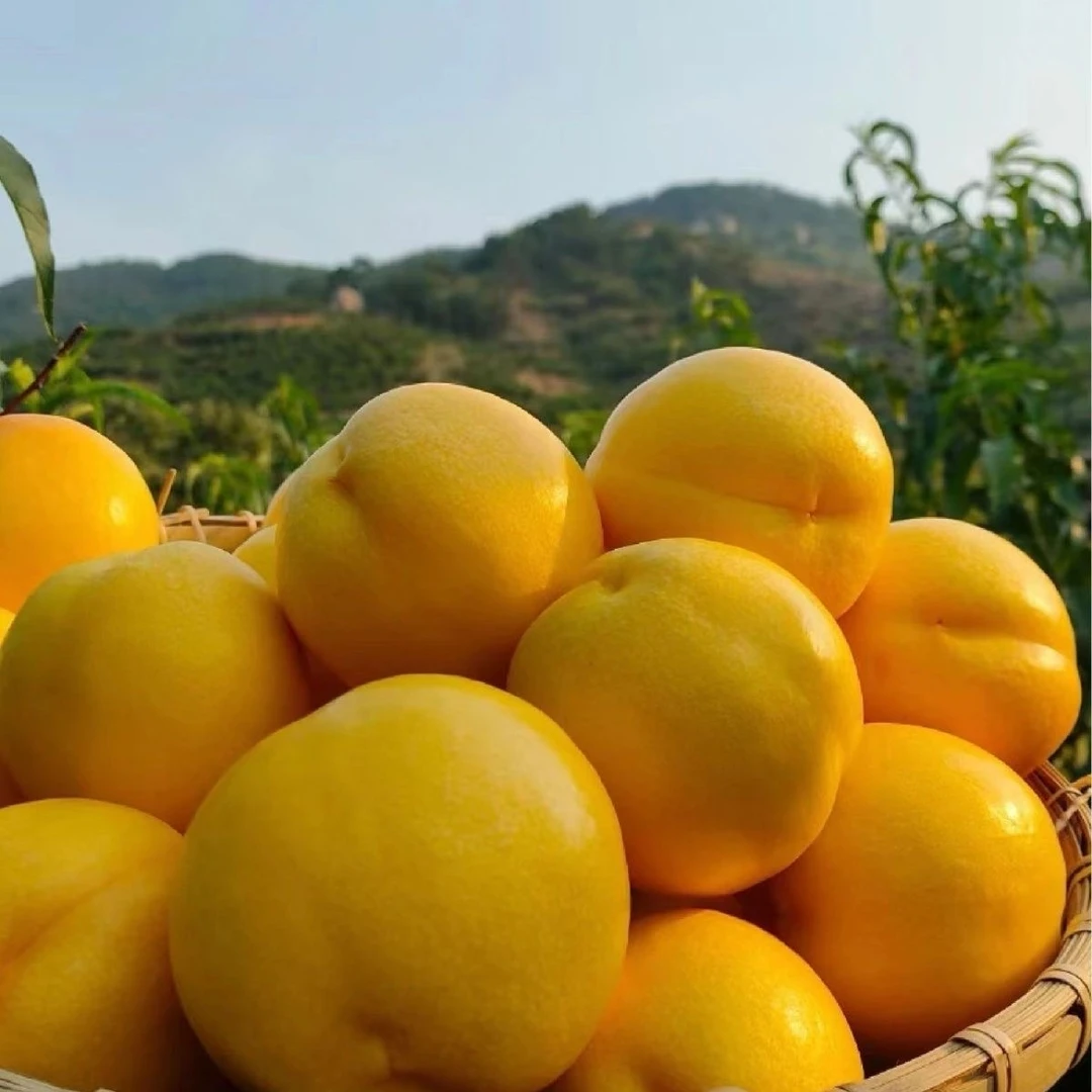 精选黄金蜜桃黄心新鲜肉厚脆甜3斤/4.5鲜嫩爆汁多汁香甜蜜桃