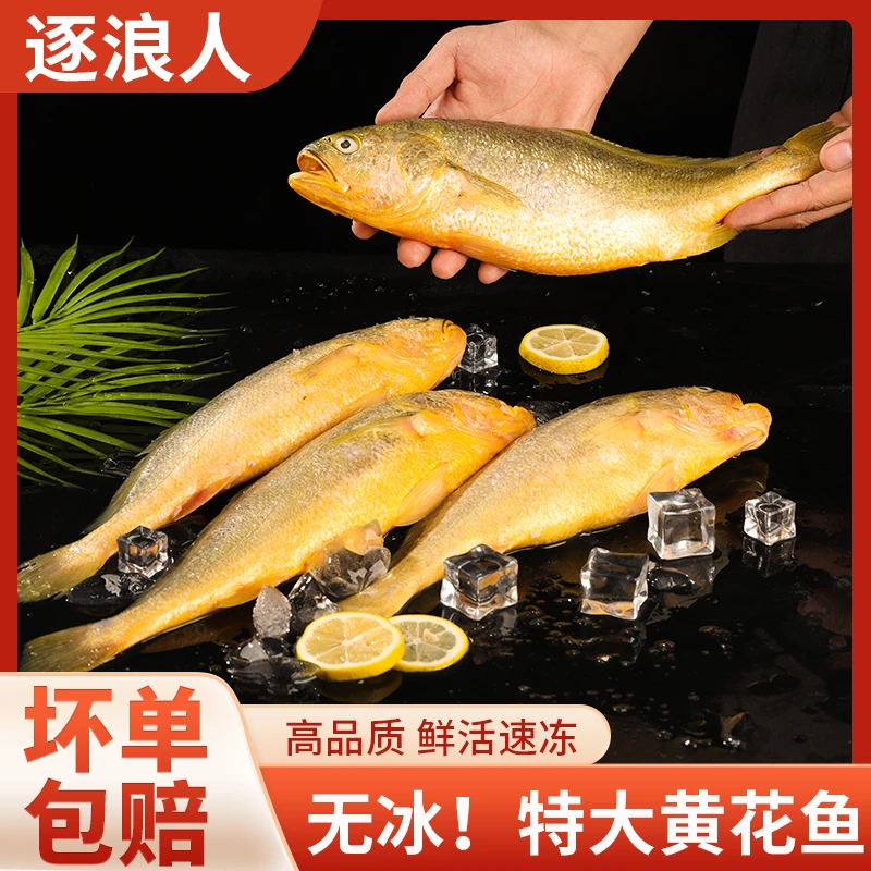 L大黄花鱼9两-1斤/条 到手5条新鲜海捕活鱼现捕 锁鲜发货非仓库货