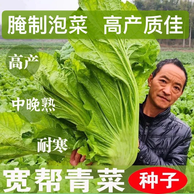 【四季播种】【四川宽帮青菜种子】腌渍泡菜酸菜腌菜中熟秋冬耐寒