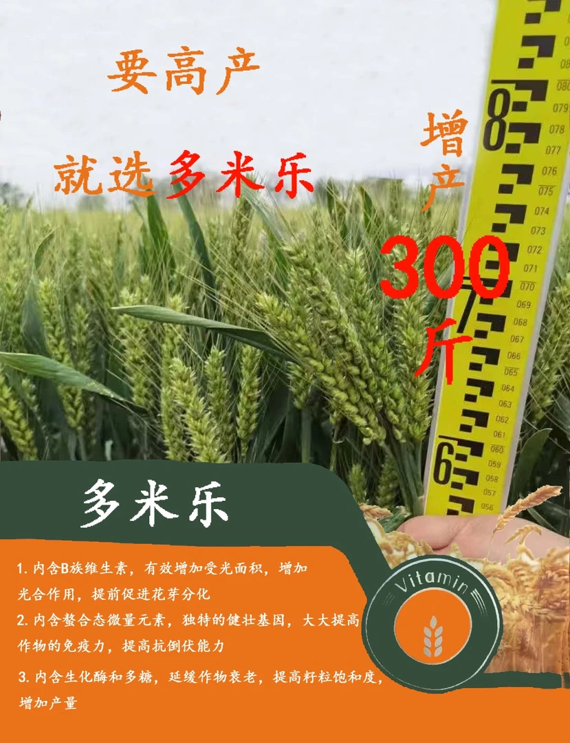 增产、抗寒、抗病、抗干热风、缓解病害