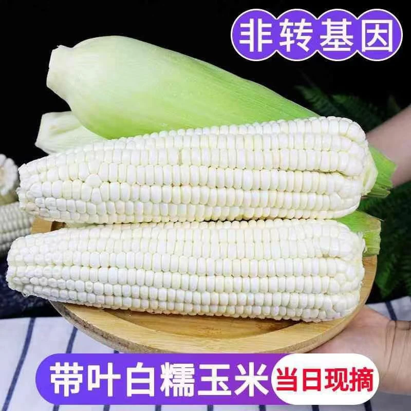 【京东快递甜糯玉米】攀枝花露天老品种白糯玉米现砍当季5/8斤包邮