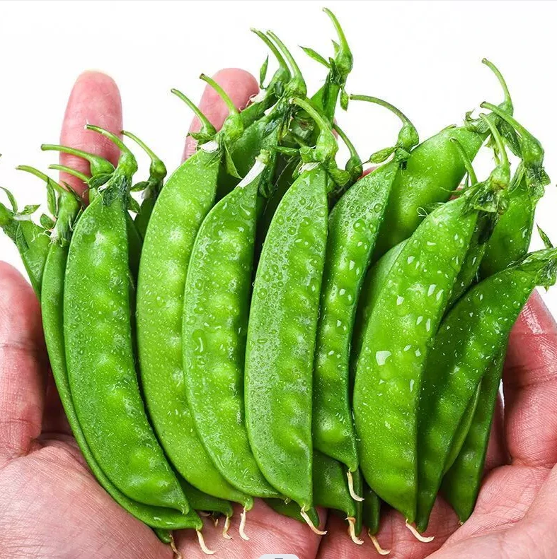 现摘现发，新鲜蔬菜荷兰豆3斤装5斤装