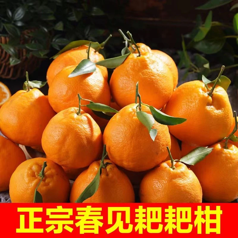 【低温地区专拍】四川新鲜耙耙柑新鲜水果8斤包邮（防冻包装）
