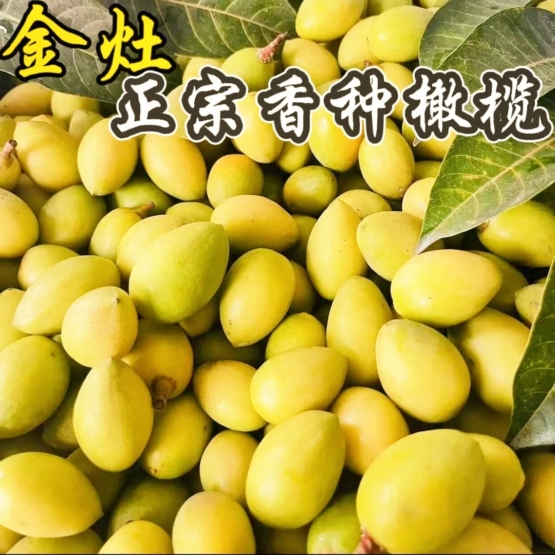 金灶本地香种黄橄榄生吃煲汤泡酒橄榄清香好食1斤装