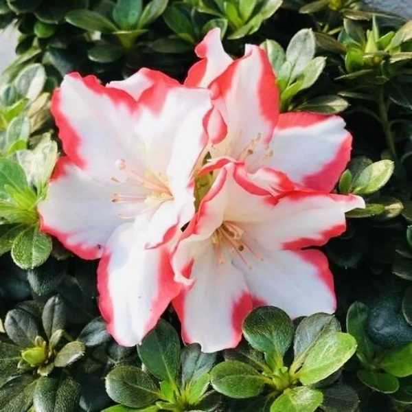 西洋比利时杜鹃花盆栽红双喜花卉绿植四季开花不断带花苞阳台庭院