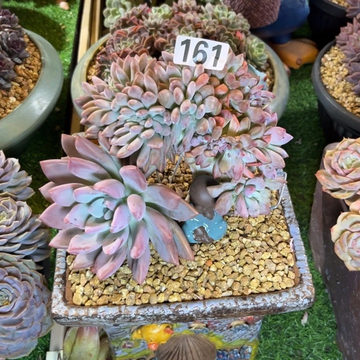 多肉植物奥普缀化161