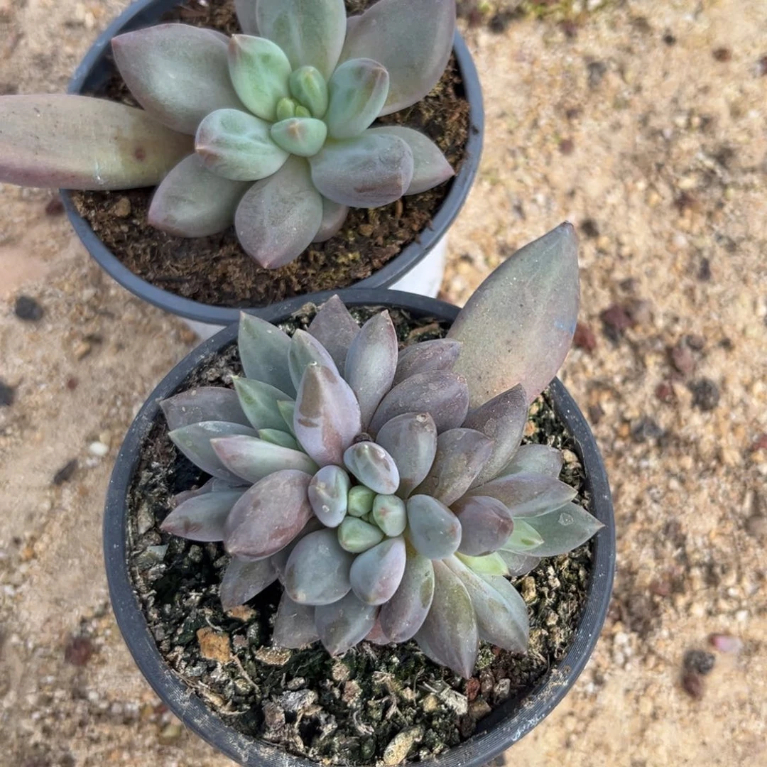 ?*間水晶球两颗一物一拍多肉植物