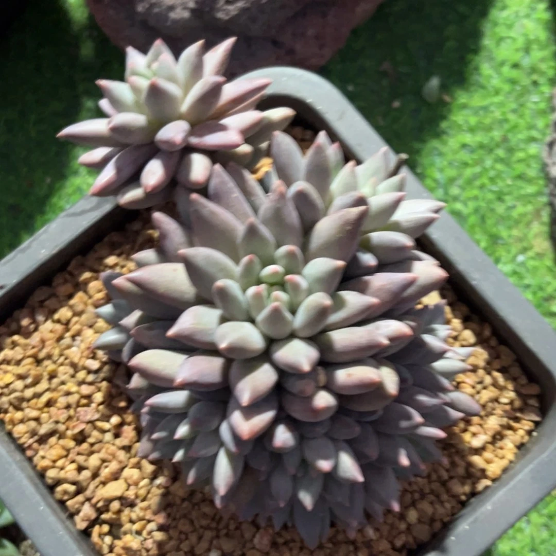 白*影多肉植物红虞姬美人