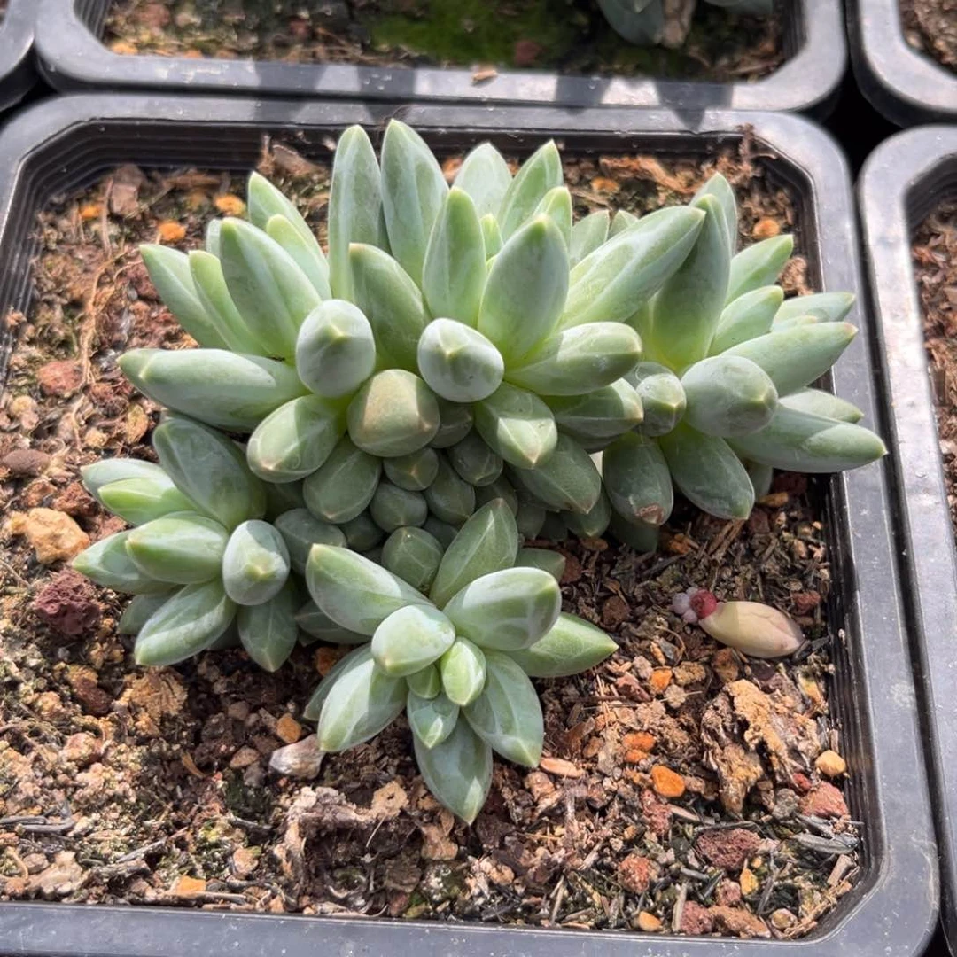 李**、伊卡一物一拍多肉植物