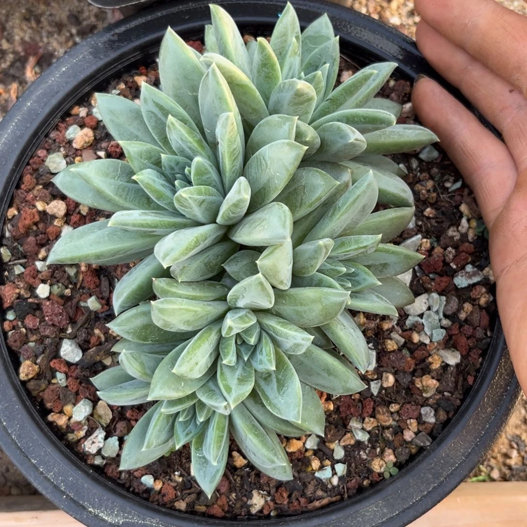 芬*多肉植物幻影美人