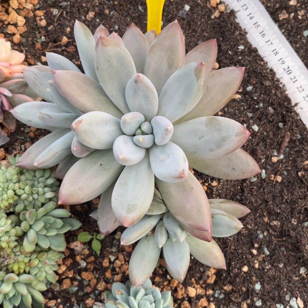 多肉植物哥特群1