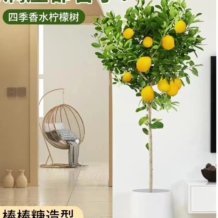 一物一拍香水柠檬盆栽绿植果树盆栽绿植老桩室内客厅阳台花园楼顶