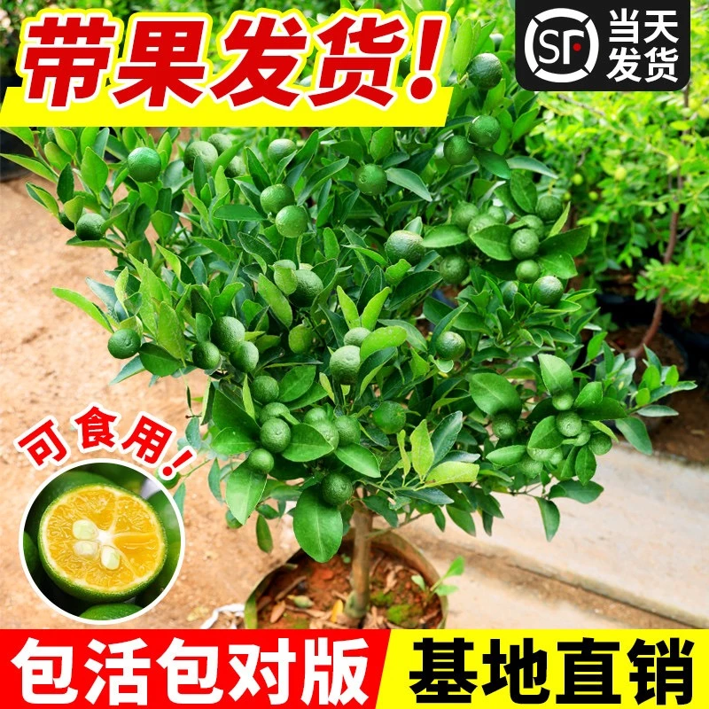 一物一拍盆栽沃柑 冰糖橙子桔子树柠檬树花园地盆栽