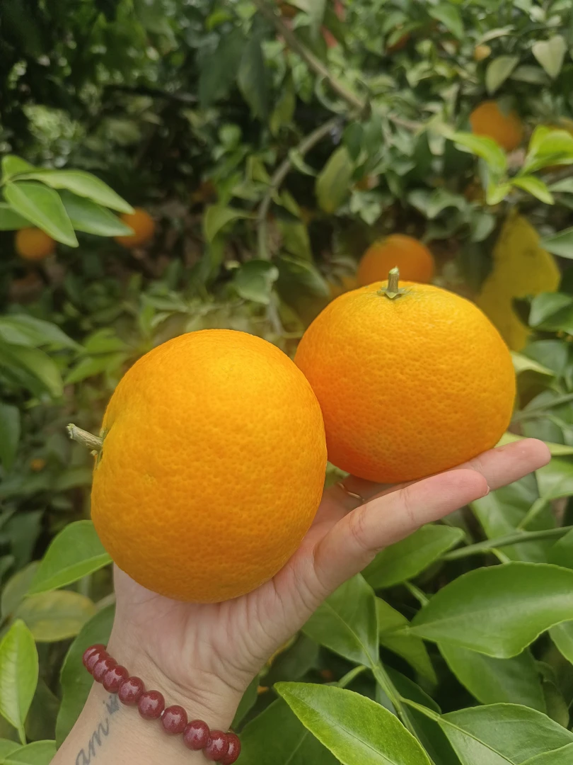 爱媛果冻橙纯甜，皮薄肉嫩，入口即化。精品大果5斤12个。