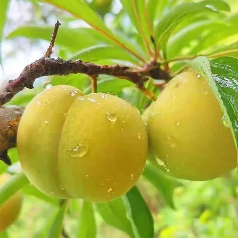 正宗蜂糖李子树苗特大早熟耐寒果树苗盆栽地栽南北方种植当年结果