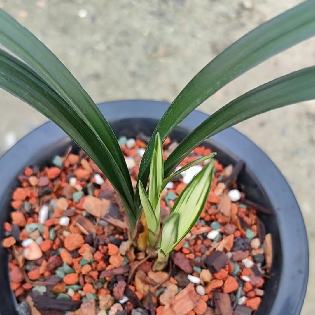 兰花老品种，传统名品