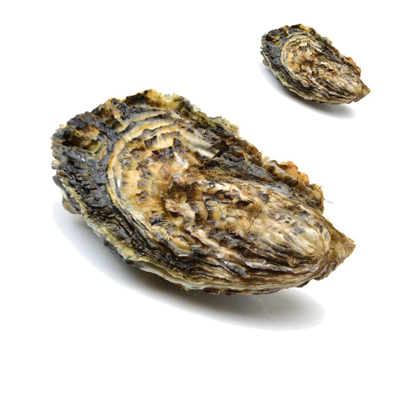【保肥】鲜活生蚝