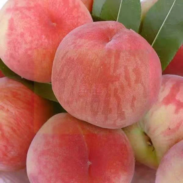 [现摘脆桃]陕西脆蜜桃新鲜脆甜现摘桃子当季水果