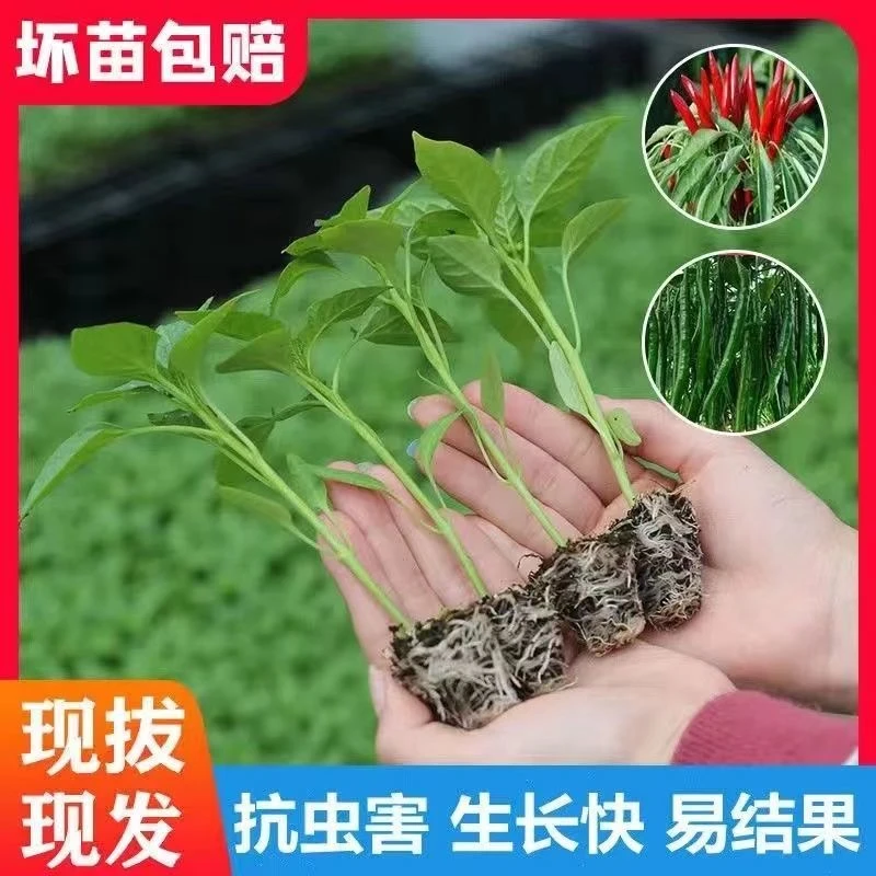 四季地栽辣椒苗带土秧苗朝天椒线椒薄皮椒螺丝椒基地直发