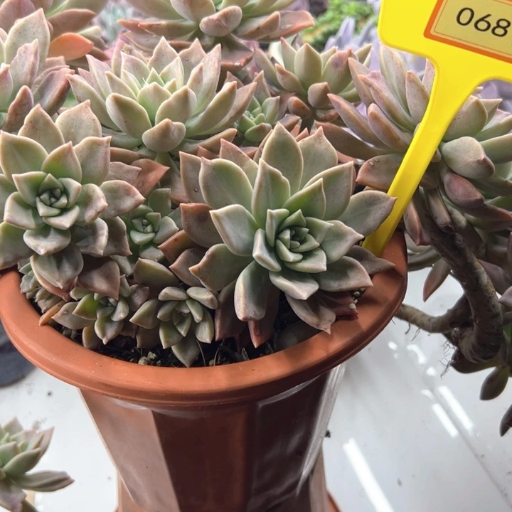 疯****?红色浪漫068。