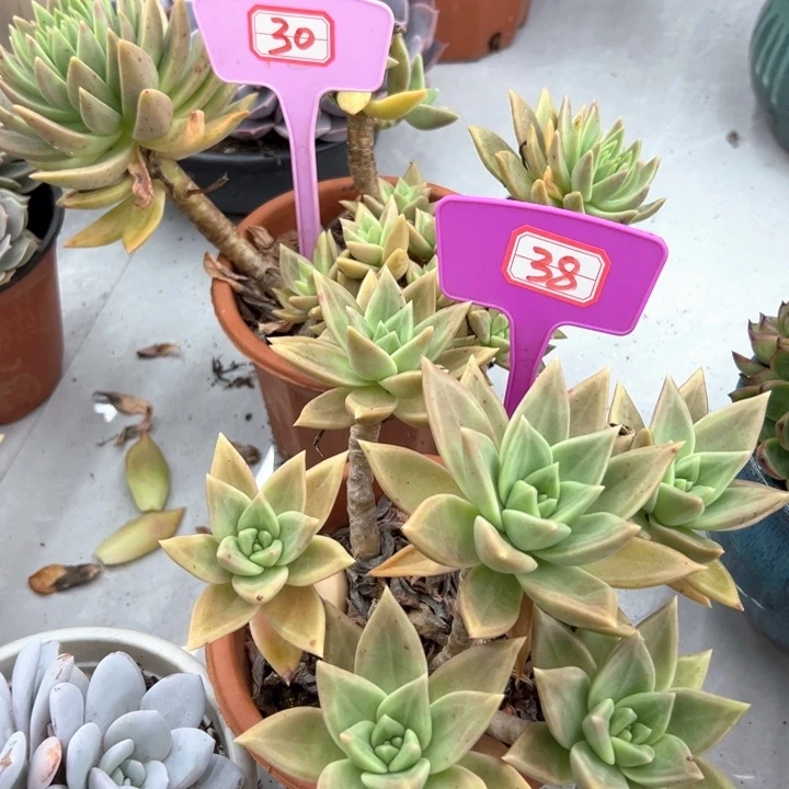 无*表丽娜30，38。