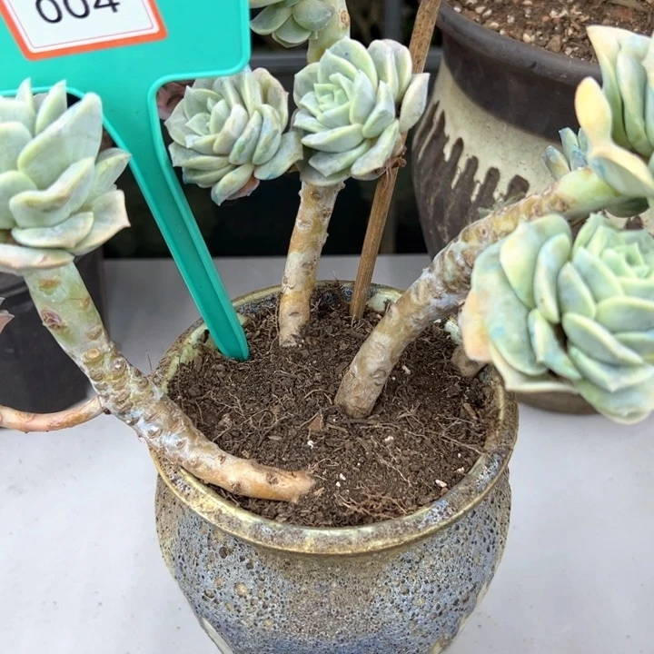 栩**生可爱玫瑰004。