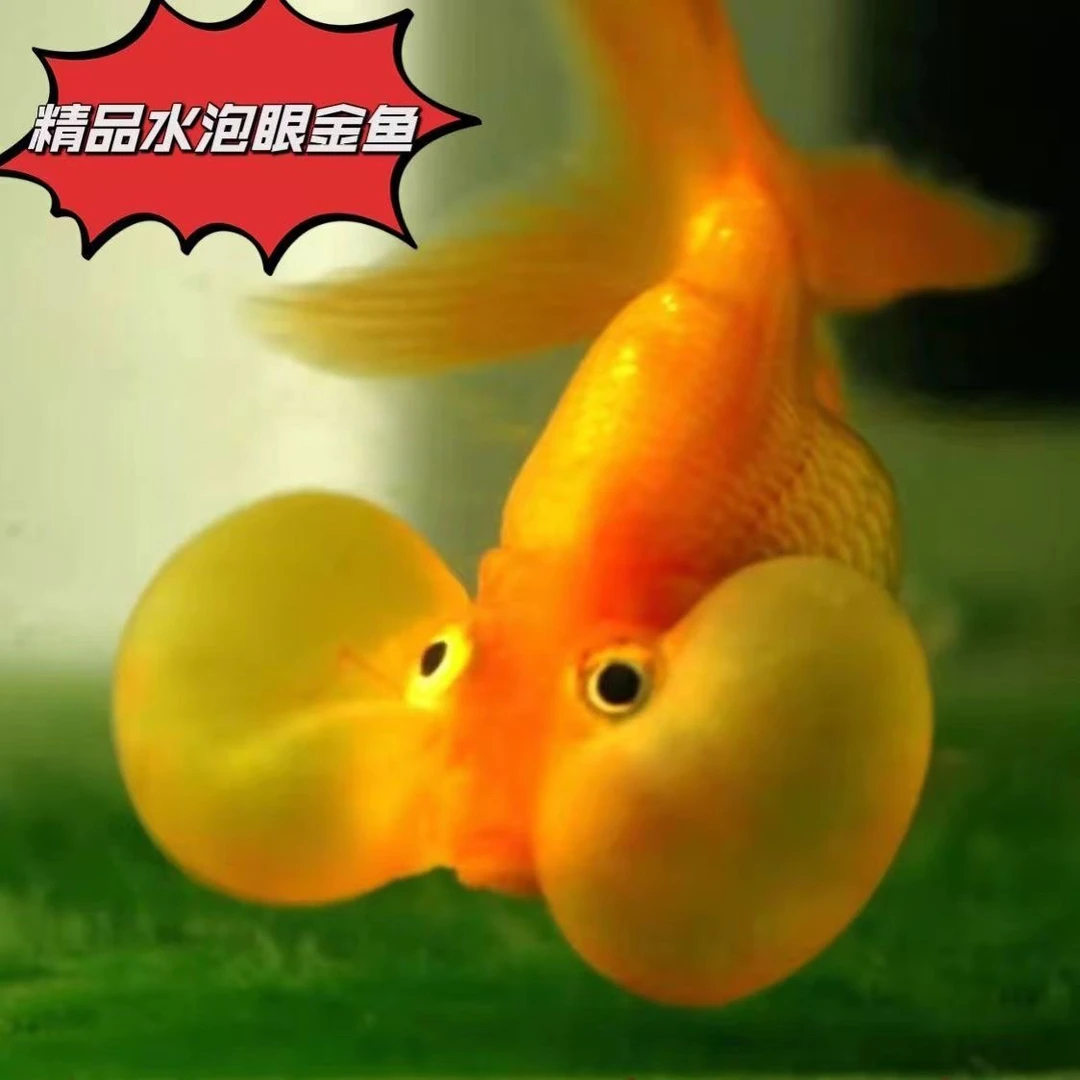 12-15cm精品特大水泡超萌好物红白水泡眼金鱼冷水淡水鱼好养耐活