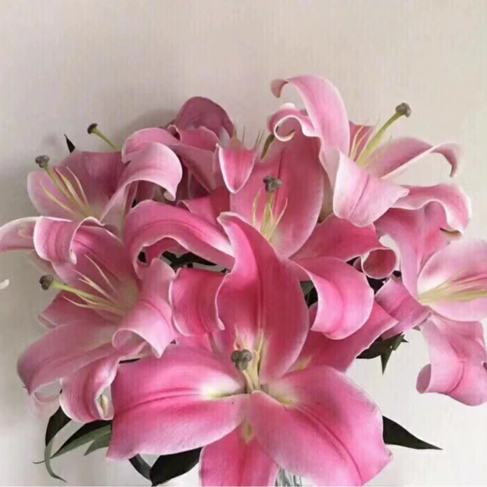 （优选）普拉芬多红色系浓香大花苞（地区差异生熟度会导致上色不均）