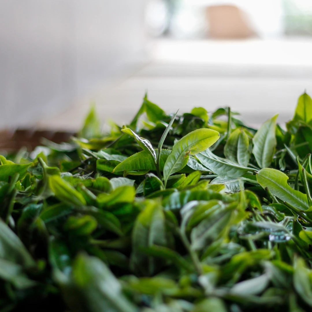 云南普洱茶生茶通用链接袋装长期茶厂紧压茶散茶生产