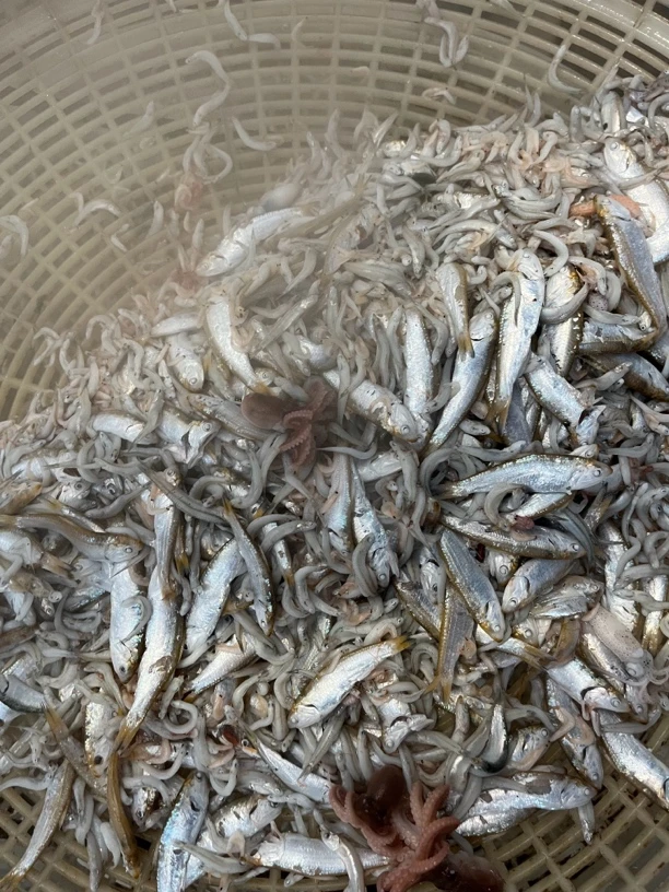 渤海湾野生新鲜近海小青皮鱼干青鳞鱼海鱼小鱼干海鲜干货烟台特产