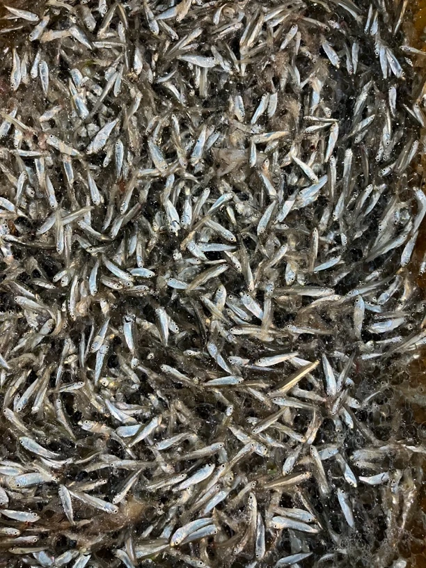渤海湾野生近海小丁鱼干海燕鱼银鱼小鱼仔小鱼干海鲜干货烟台特产