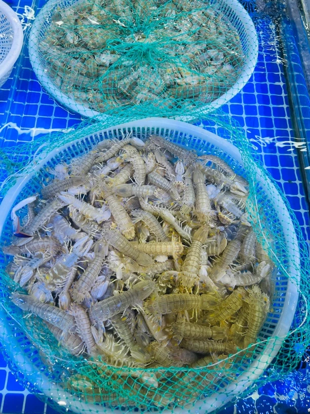 大连本海虾爬子3斤