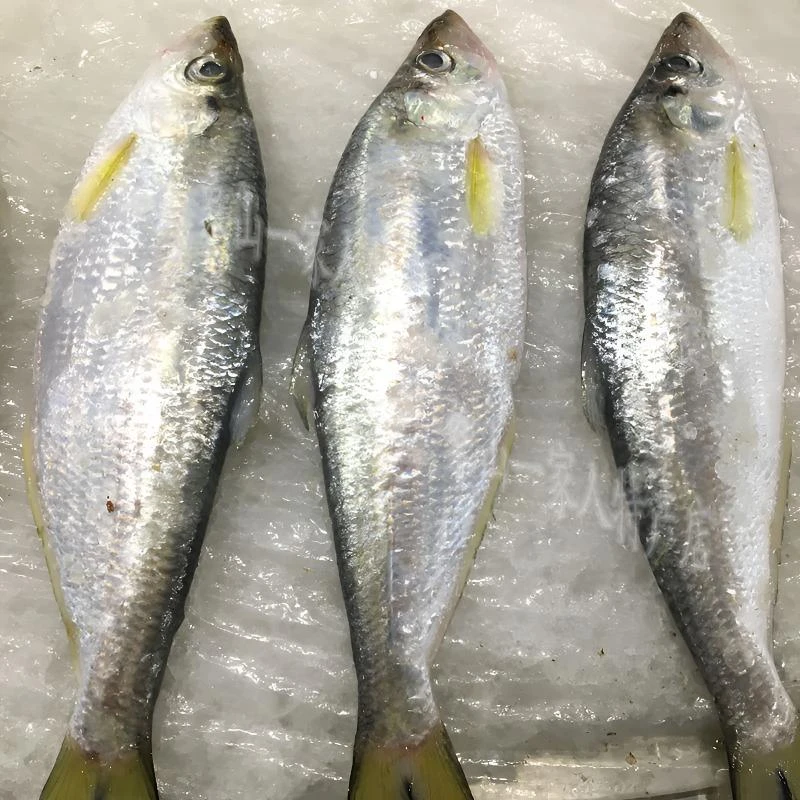 新鲜海捕白鳞鱼8斤（5-8两每条） 大小可选海鳓鱼码头产地直发速冻