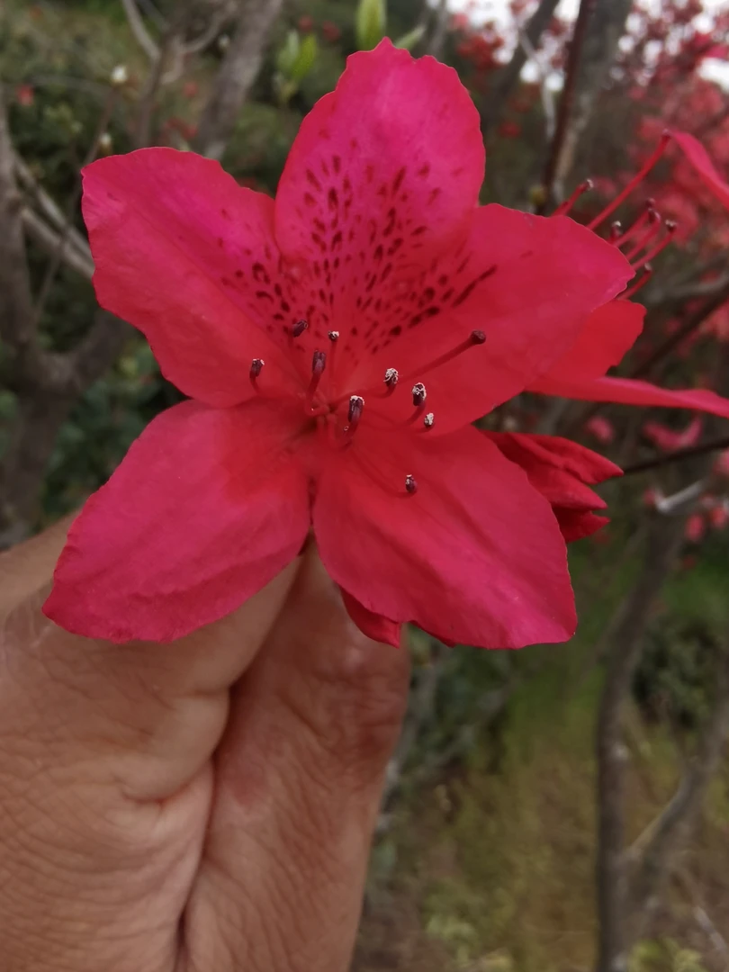 大别山映山红，先花后叶品种，花开艳丽，满树花红