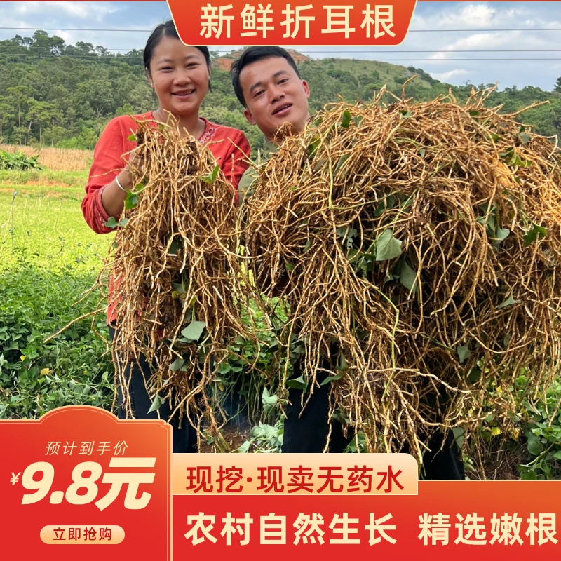 农家现挖带泥鱼腥草新鲜折耳根嫩根嫩芽节儿根湖北蔬菜半斤1斤5斤