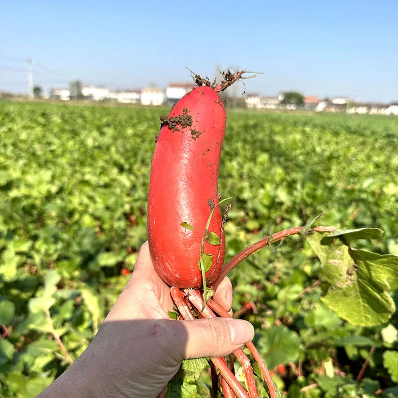 农家新鲜红萝卜做泡菜红皮白心胭脂小萝卜当季蔬菜