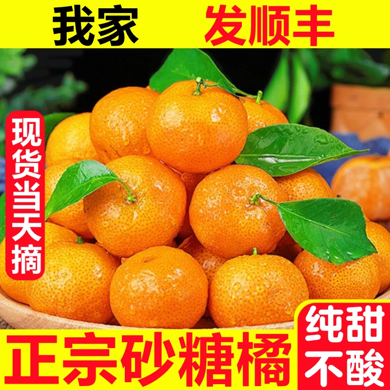 【顺丰现货】砂糖橘正宗广东沙糖桔当季水果新鲜桔子无籽薄皮无核