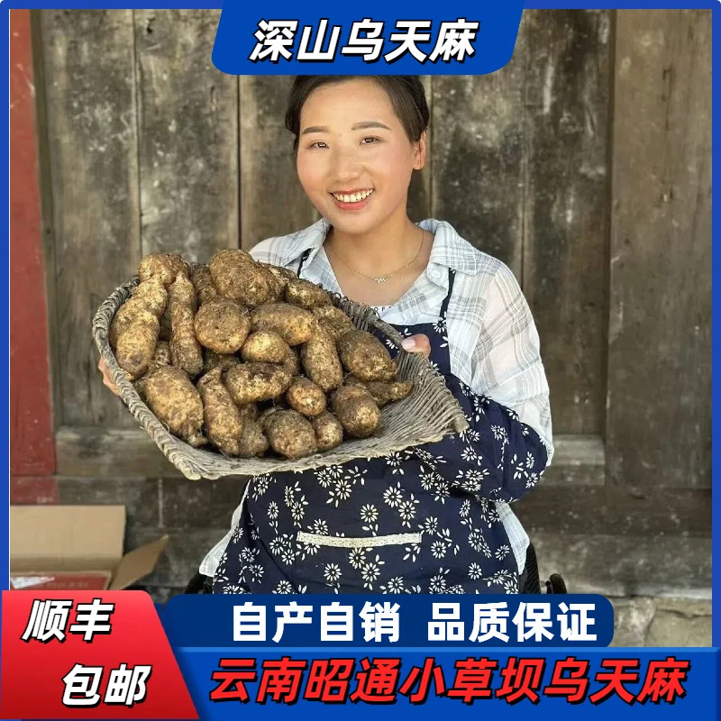 现挖现发云南昭通小草坝新鲜天麻带泥产地直销