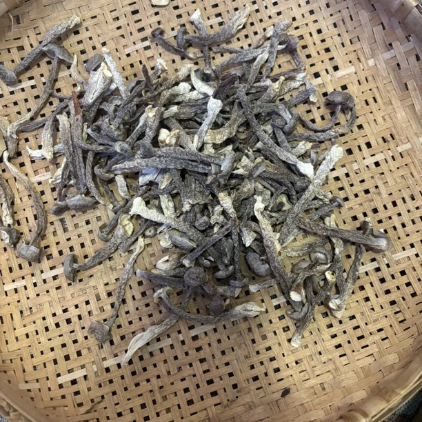 娟娟带你赶大集【鹿茸菇】云南山货
