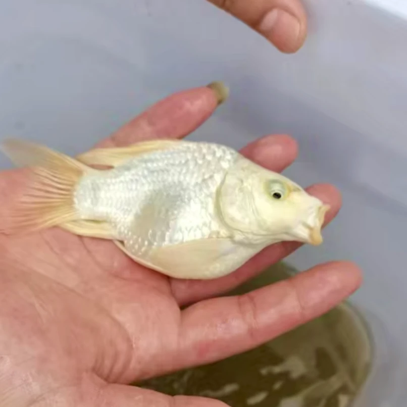 1条台湾精品纯种球体或短身蝴蝶鲤狮子头8-10公分左右