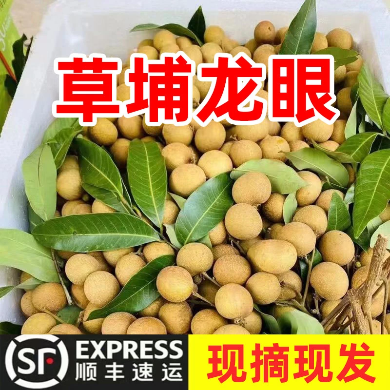 【顺丰现货】广东草埔龙眼大果龙眼新鲜桂圆当季爆甜水果肉厚整箱
