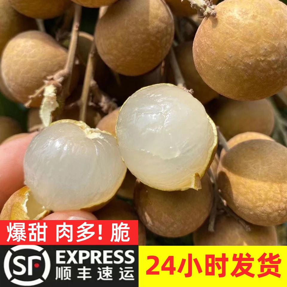 【顺丰+助农】现摘龙眼新鲜石硖储良当季水果桂圆爆甜整箱4/6斤